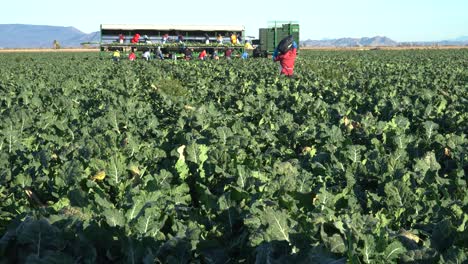 Migrant-workers-harvesting-broccoli