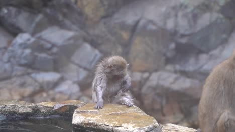 Young-Snow-Monkey,-Also-Known-As-Japanese-Macaque-In-Nagano,-Japan,-Looking-Through-Body-Furs-While-Sitting-On-The-Wet-Rock-Near-The-Water---Closeup-Shot