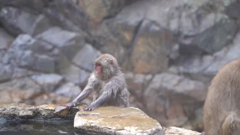 Young-Japanese-Macaque,-Also-Known-As-Snow-Monkeys,-Looking-On-The-Surroundings-While-Sitting-On-The-Rock-Near-The-Water-In-Nagano,-Japan---Closeup-Shot
