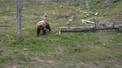 Grizzly-bear-roaming-through-a-forest-clearing-in-British-Columbia-and-Alaska