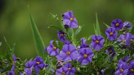 Hübsche-Violette-Und-Tiefviolette-Blüten-Mit-Smaragdgrünen-Blättern-Und-Regentropfen-An-Einem-Regnerischen-Tag
