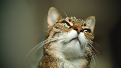 Head-close-up-of-cat-from-bottom-angle