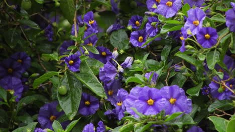 Pretty-violet-and-deep-purple-flowers-with-emerald-green-leaves-and-raindrops-during-a-rainy-day