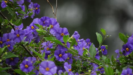 Beautiful-violet-and-deep-purple-flowers-with-emerald-green-leaves-and-raindrops-during-a-rainy-day