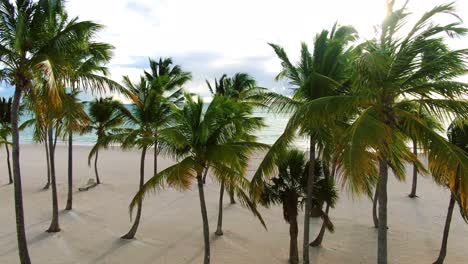 Palmen-Wiegen-Sich-Im-Wind,-Hinterleuchtet-Von-Sonnenuntergang,-Sonnenaufgang-über-Tropischem-Sandstrand-In-Der-Karibik,-Exotische-Küste-In-Der-Dominikanischen-Republik,-Punta-Cana,-Luftaufnahme