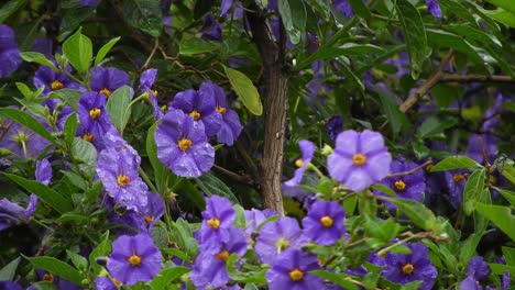 Schöne-Violette-Und-Tiefviolette-Blüten-Mit-Smaragdgrünen-Blättern-Und-Regentropfen-An-Einem-Regnerischen-Tag