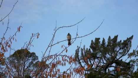 A-kereru-bird-perching-alone-on-a-tree-branch-under-a-bright-blue-sky---Slow-motion