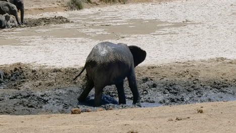 Young-African-Elephant-uses-trunk-to-throw-mud-on-itself-to-protect-from-sun