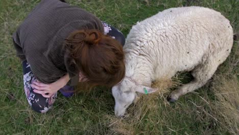 Beautiful-Woman-Rubbing-A-Sheep-Lying-On-The-Grass-In-New-Zealand---Closeup-Top-Shot