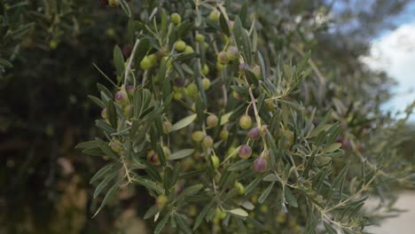 a-branch-of-an-olive-tree-with-olives-and-sky-in-background,-camera-arcs-right