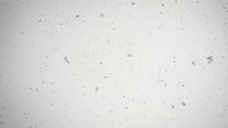 snowing-heavily-with-big-flakes,-looking-upwards,-shallow-depth-of-field-with-darker-edges-of-the-frame