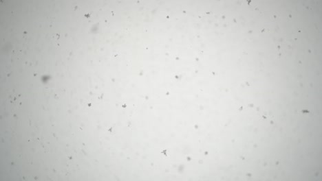 snowing-heavily-with-big-flakes,-looking-upwards,-very-shallow-depth-of-field-with-darker-edges-of-the-frame