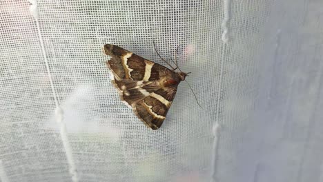 Beautiful-brown-moth-with-golden-brown-and-yellow-textured-wings-resting-on-a-window-curtain-inside-home