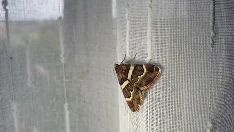 Beautiful-brown-moth-with-golden-brown-and-yellow-textured-wings-resting-on-a-window-curtain-inside-home
