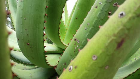 South-African-Aloe-Ferox-plant-with-emerald-green-leaves-and-red-thorns-on-the-edges,-beautiful-natural-green-texture-and-patterns-as-camera-moves-in-slow-motion