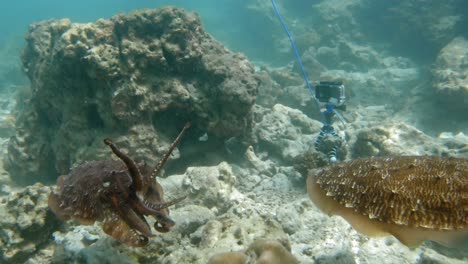 Ein-Filmmaterial-Von-Zwei-Farbenfrohen-Tintenfischen,-Die-über-Einem-Korallenriffboden-Schweben
