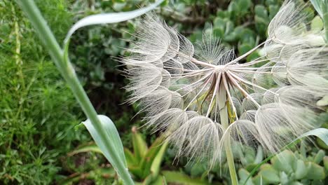 Dandelion-plant-moving-past-in-front-of-green-aloe-plants-in-garden-in-slow-motion