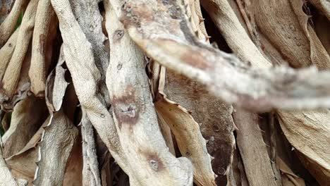 South-African-Aloe-ferox-old-dead-leaves-in-decay,-beautiful-natural-brown-texture-and-patterns-as-camera-moves-in-slow-motion