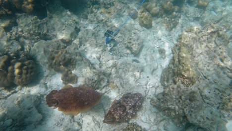 Ein-Paar-Große-Tintenfische,-Die-Von-Oben-Gefangen-Wurden,-Während-Sie-Das-Korallenriff-Durchstreiften