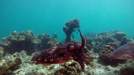 Tintenfische,-Die-Unter-Dem-Klaren-Blauen-Meerwasser-In-Thailand-In-Der-Nähe-Des-Wunderschönen-Korallenriffs-Schwimmen---Mittlerer-Schuss