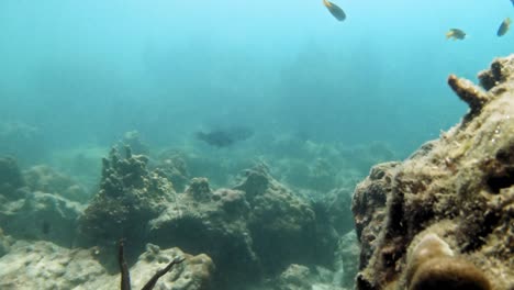 Handkamera-Folgt-Zwei-Tintenfischen-Durch-Einen-Schmalen-Pfad-Im-Korallenriff