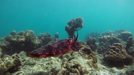 Tintenfische,-Die-Ihre-Farbe-ändern,-Während-Sie-In-Kristallklarem-Wasser-über-Dem-Boden-Der-Andamanensee-Schwimmen