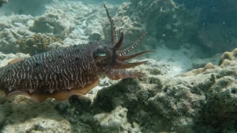 A-diver-follows-very-closely-two-large-cuttlefish