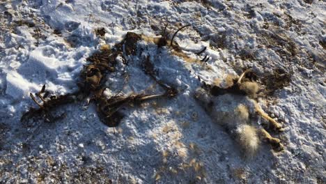 Cadáver-No-Identificable-De-Mamífero-Acostado-En-La-Nieve-En-Las-Zonas-Rurales-De-Mongolia