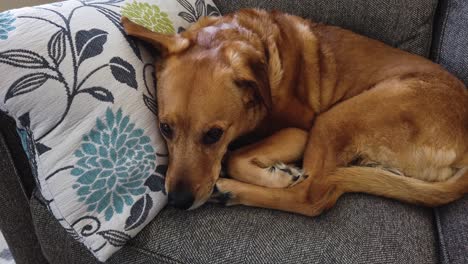 Sad-looking-medium-size-brown-pet-dog-curled-up-inside-on-gray-couch,-close-up