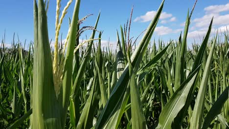 Close-up-static-view-of-tall-green-corn-plants-during-harvest-season,-Germany