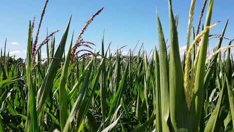 Statische-Ansicht-Von-Maisfeldpflanzen,-Die-Während-Eines-Schönen-Klaren-Sommertages-Im-Wind-Wehen