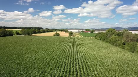 Panning-up-over-beautiufl-corn-field-with-wheat-field-in-background,-Germany