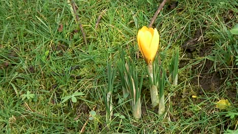 A-yellow-crocus-growing-on-a-grass-verge-on-the-side-of-a-road-in-Braunston-village,-near-Oakham-in-Rutland,-England