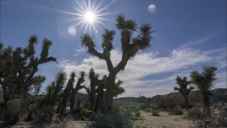 Lapso-De-Tiempo-Del-árbol-De-Joshua-En-Un-Hermoso-Día-Soleado-En-El-Desierto-De-Mojave