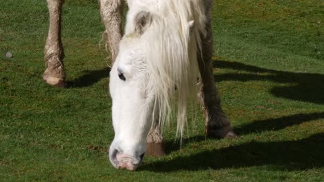 Close-up-of-a-Wild-Pony-of-England-eating-Grass