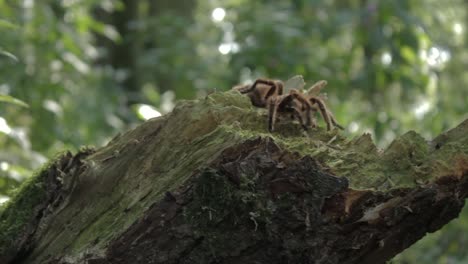Track-Right-to-Reveal-Tarantula-on-a-tree-stump---20-Second-Version-1080p