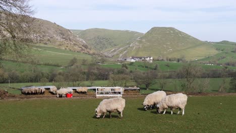Sheep-eating-grass-with-a-backdrop-of-Hills-Beyond,-Darby-Dales,-England,-UK---Static-Camera-20-Seconds