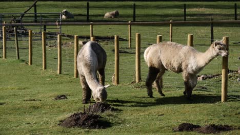 2-Young-Lamas-eating-grassand-scratching-themselves-on-a-fence,-England,-20-Sec-4K