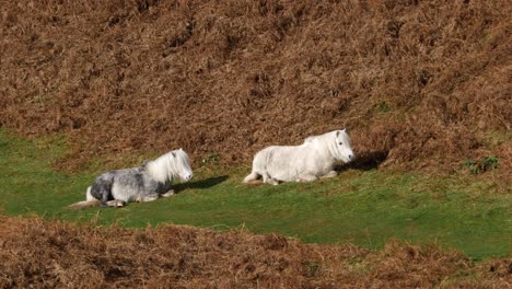2-Wild-Horses-of-England-resting-on-the-grass-in-a-valley-in-Shropshire,-UK