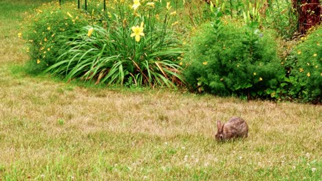 Cottontail-Rabbit-Feeding-On-Wild-Clover-Flowers-In-The-Lawn