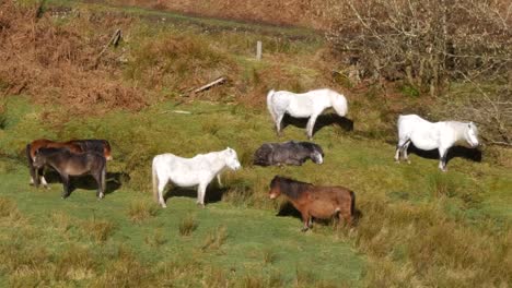 Looking-Down-on-a-group-of-sleeping-wild-Ponies-of-England-on-a-sunny-day-in-Shropshire,-close-shot