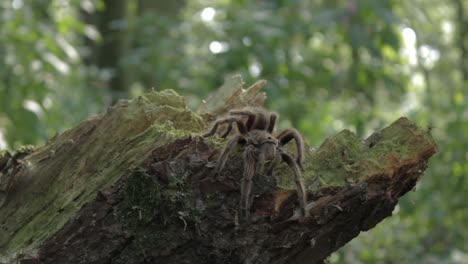 Track-Right-to-Reveal-Tarantula-on-a-tree-stump---10-Second-Version-1080p