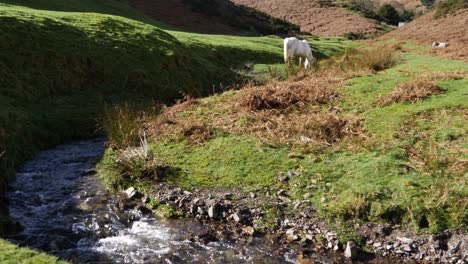 Looking-across-a-small-running-stream-to-Wild-Ponies-eating-grass-and-sleeping-in-a-Shropshire-valley-of-England,-10-Sec,-Wide-Angle,-4K