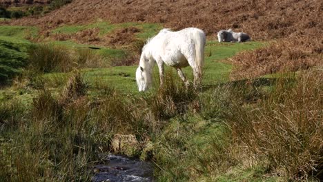 Wild-Ponies-in-a-Shropshire-valley-of-England,-eating-grass-by-a-running-stream