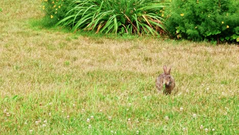 Cottontail-Rabbit-Eating-Clover-On-The-Grass-At-The-Park