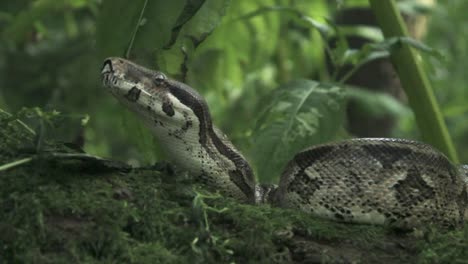Track-Left-to-Reveal-Snake-of-a-Branch---10-Second-Version-1080p