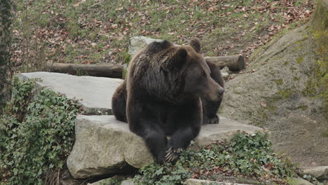 Lazy-brown-bear-in-the-mountain