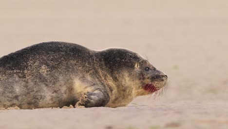 Incredible-closeup-of-cute-little-common-seal-looking-at-camera-then-crawls-away