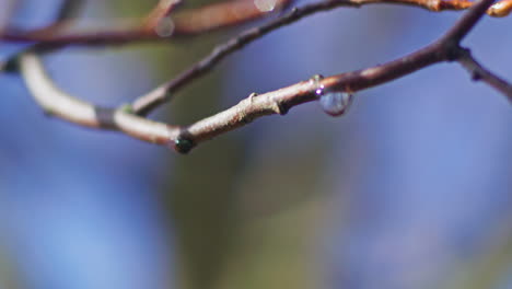 Close-up-shot-of-a-drop-of-water-hanging-on-a-branch