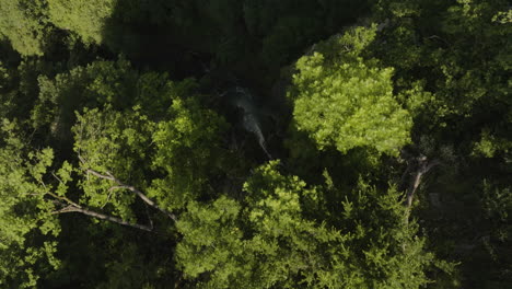 árboles-De-Hoja-Caduca-Verdes-Con-Montañas-Escarpadas-Y-Cascadas-En-El-Parque-Borjomi,-Georgia